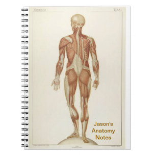 Anatomie Posterior Notitieboek