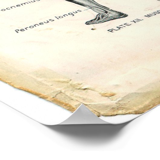 Anatomie Posterior Poster (Hoek)