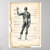 Anatomie Posterior Poster (Voorkant)