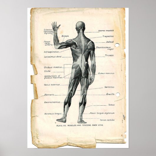 Anatomie Posterior Poster (Voorkant)