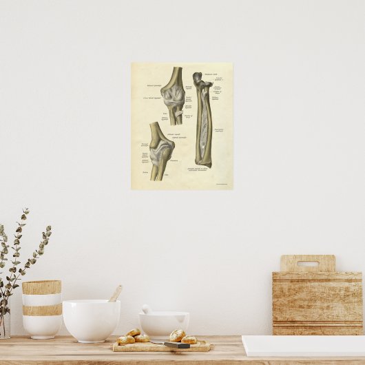  Anatomie Print Elbow Joint (Keuken)