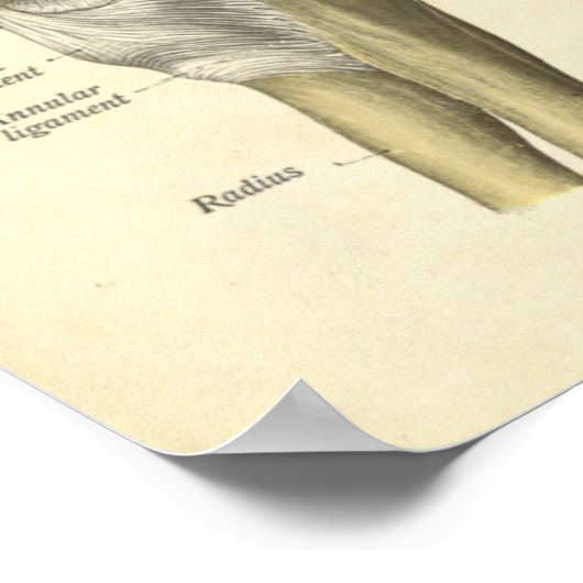  Anatomie Print Elbow Joint (Hoek)