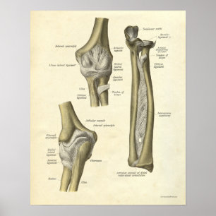  Anatomie Print Elbow Joint