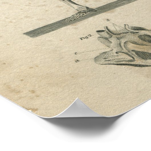  Anatomie Print Skeleton (Hoek)