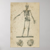  Anatomie Print Skeleton (Voorkant)
