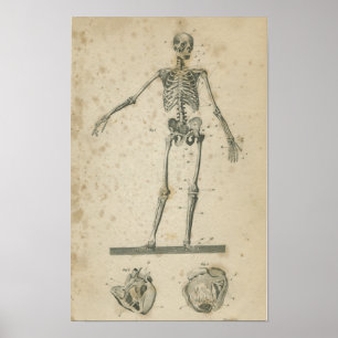  Anatomie Print Skeleton