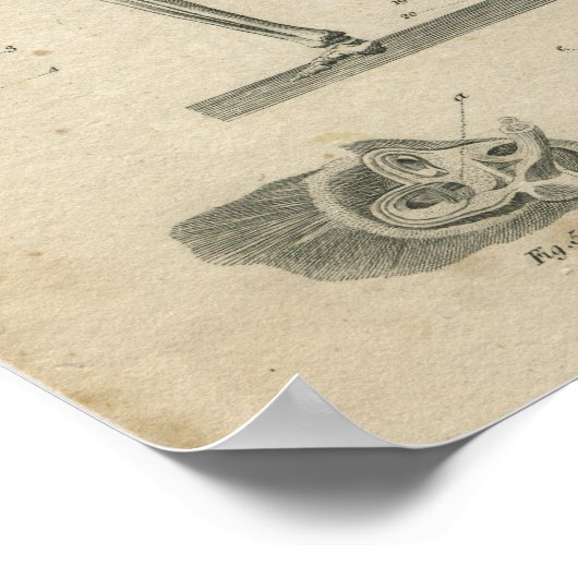  Anatomie Print Skeleton (Hoek)