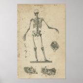  Anatomie Print Skeleton (Voorkant)