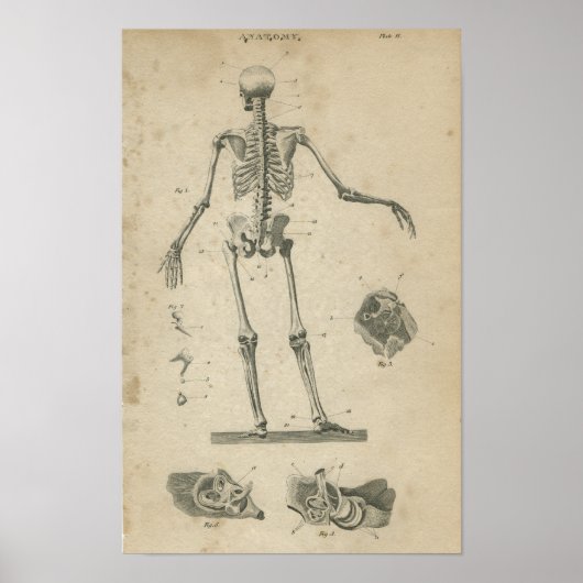 Anatomie Print Skeleton (Voorkant)
