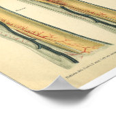 Anatomie printplaat  paard poster (Hoek)