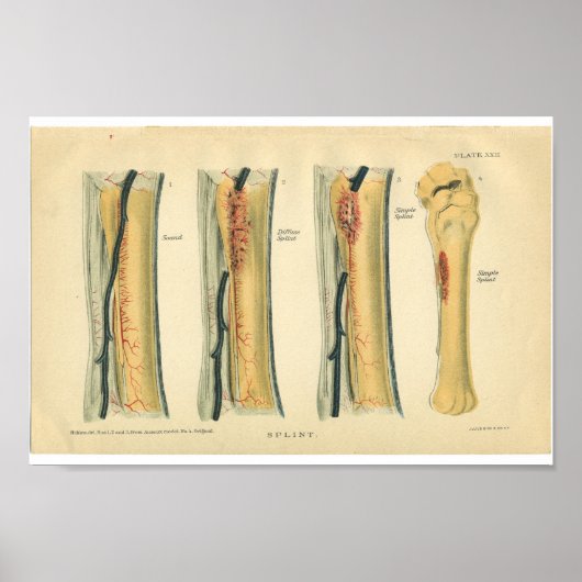 Anatomie printplaat  paard poster (Voorkant)