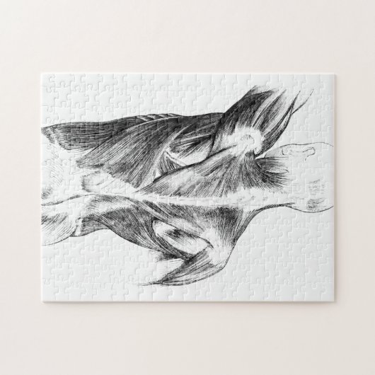  anatomie | Rugspieren (ongeveer 1852) | B/W Legpuzzel (Horizontaal)