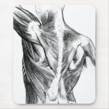  anatomie | Rugspieren (ongeveer 1852) | B/W