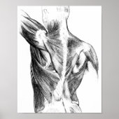  anatomie | Rugspieren (ongeveer 1852) | B/W Poster (Voorkant)