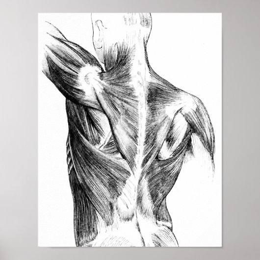  anatomie | Rugspieren (ongeveer 1852) | B/W Poster (Voorkant)