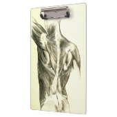  anatomie | Rugspieren (ongeveer 1852) Klembord (Links)