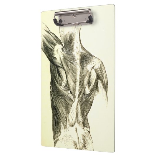  anatomie | Rugspieren (ongeveer 1852) Klembord (Links)