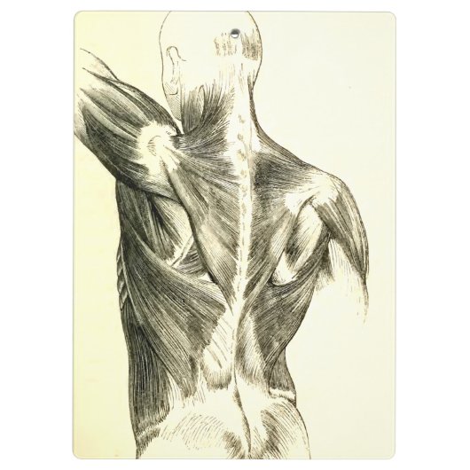 anatomie | Rugspieren (ongeveer 1852) Klembord (Achterkant)