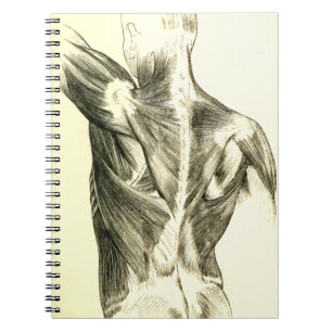 anatomie Rugspieren (ongeveer 1852) Notitieboek