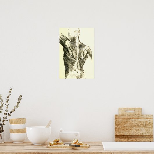  anatomie | Rugspieren (ongeveer 1852) Poster (Keuken)