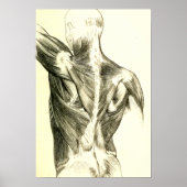  anatomie | Rugspieren (ongeveer 1852) Poster (Voorkant)
