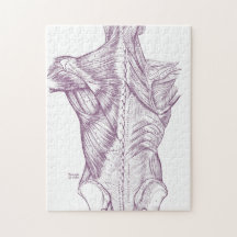  anatomie Rugspieren Paars