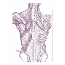  anatomie Rugspieren Paars