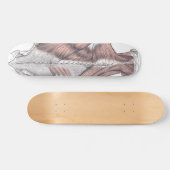 Anatomie Skateboard (Horizontaal)
