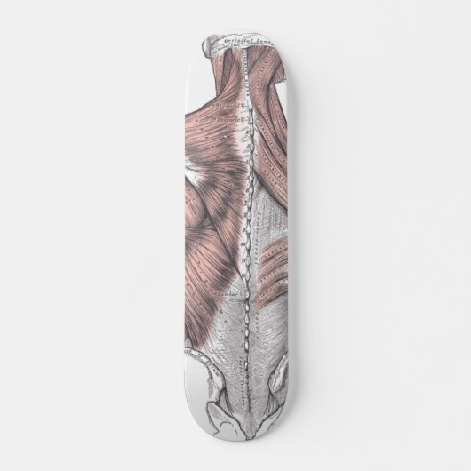 Anatomie Skateboard (Voorkant)