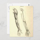 anatomie | Spier en Bot van de Arm Briefkaart (Voorkant / Achterkant)