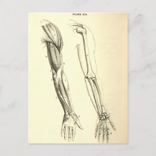  anatomie   Spier en Bot van de Arm Briefkaart