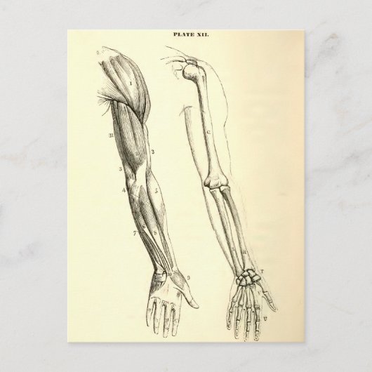 anatomie | Spier en Bot van de Arm Briefkaart (Voorkant)