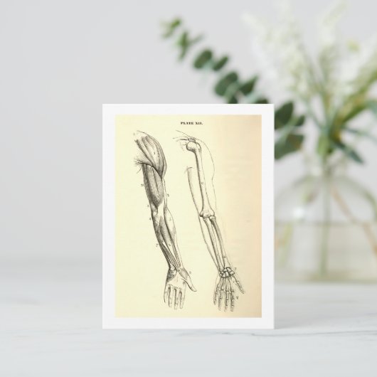  anatomie | Spier en Bot van de Arm Briefkaart (Staand voorkant)