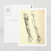  anatomie | Spier en Bot van de Arm Briefkaart (Voorkant / Achterkant)