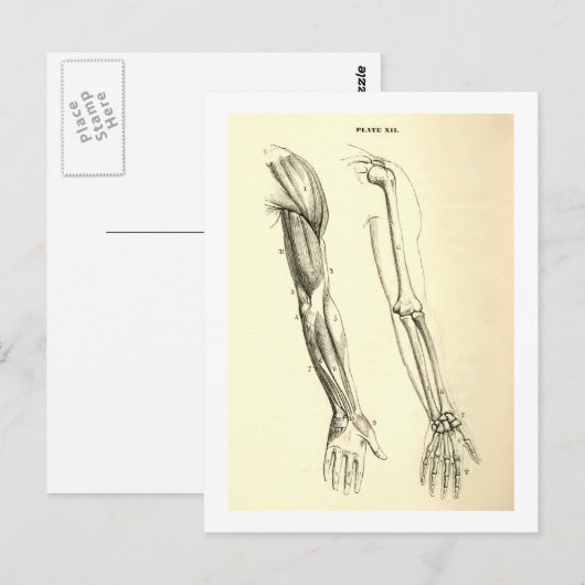 anatomie | Spier en Bot van de Arm Briefkaart (Voorkant / Achterkant)