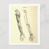  anatomie | Spier en Bot van de Arm Briefkaart (Voorkant)