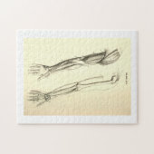 anatomie | Spier en Bot van de Arm Legpuzzel (Horizontaal)