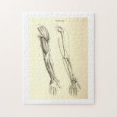  anatomie | Spier en Bot van de Arm Legpuzzel (Verticaal)