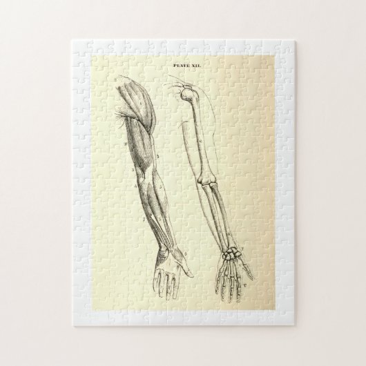 anatomie | Spier en Bot van de Arm Legpuzzel (Verticaal)