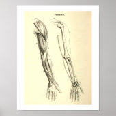  anatomie | Spier en Bot van de arm Poster (Voorkant)