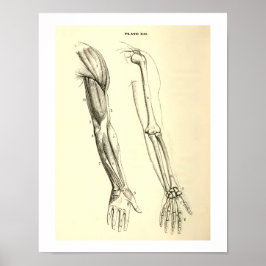 anatomie | Spier en Bot van de arm Poster