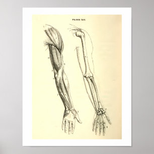 anatomie   Spier en Bot van de arm Poster
