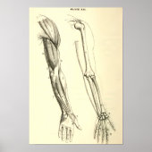 anatomie | Spier en Bot van de arm Poster (Voorkant)