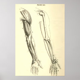anatomie | Spier en Bot van de arm Poster