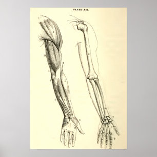 anatomie   Spier en Bot van de arm Poster