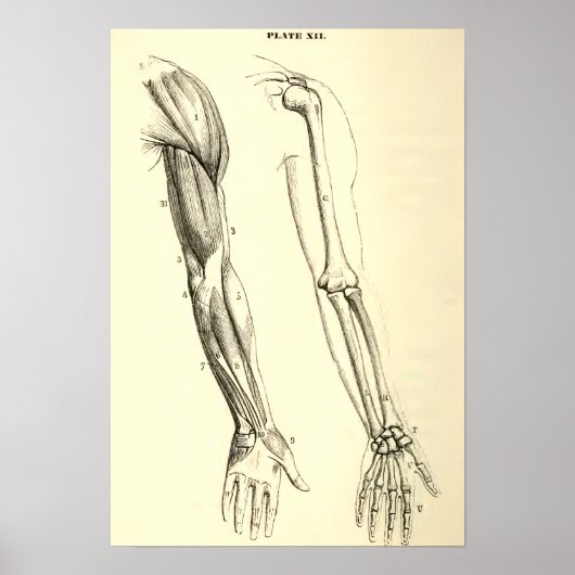  anatomie | Spier en Bot van de arm Poster (Voorkant)