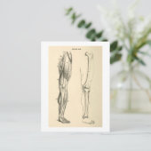  anatomie |   Spieren en Botten van de been Briefkaart (Staand voorkant)