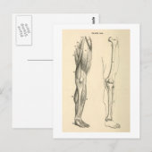  anatomie |   Spieren en Botten van de been Briefkaart (Voorkant / Achterkant)
