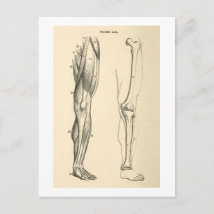  anatomie     Spieren en Botten van de been Briefkaart