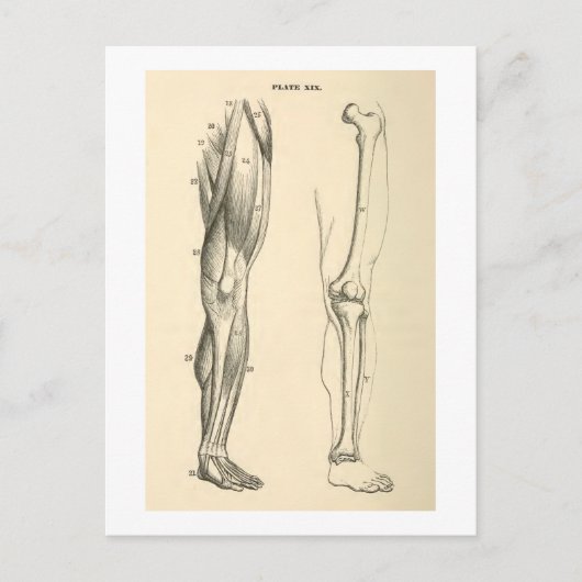  anatomie |   Spieren en Botten van de been Briefkaart (Voorkant)